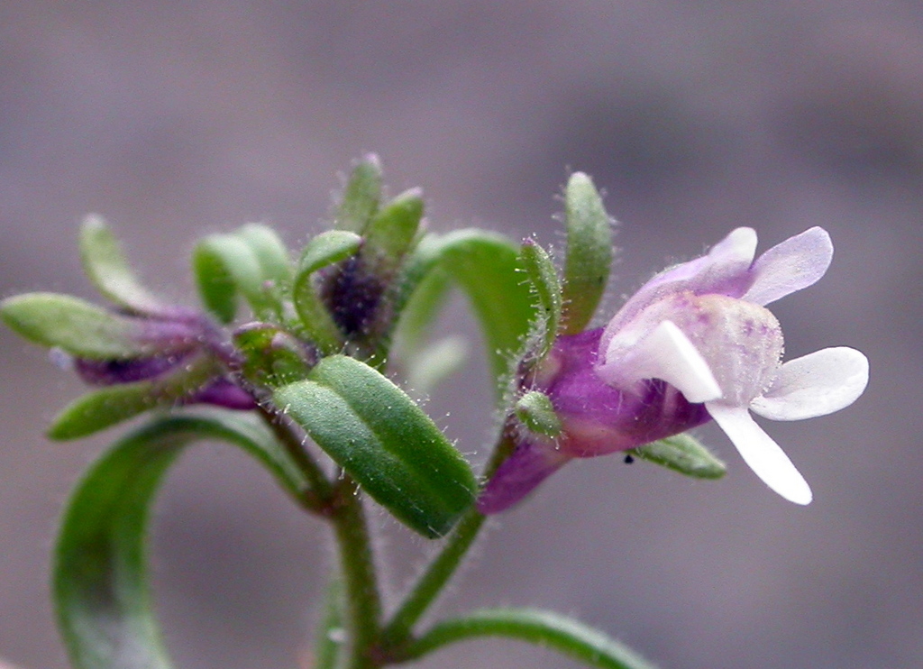 Chaenorhinum minus (door Peter Meininger)