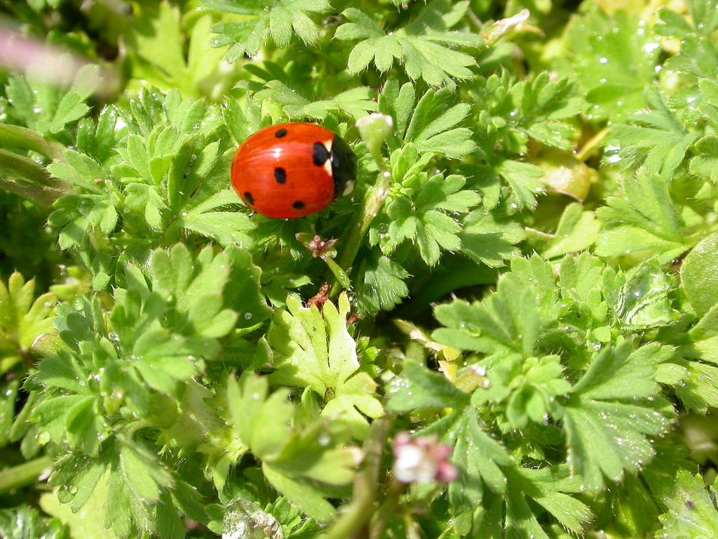 Aphanes australis (door Peter Meininger)