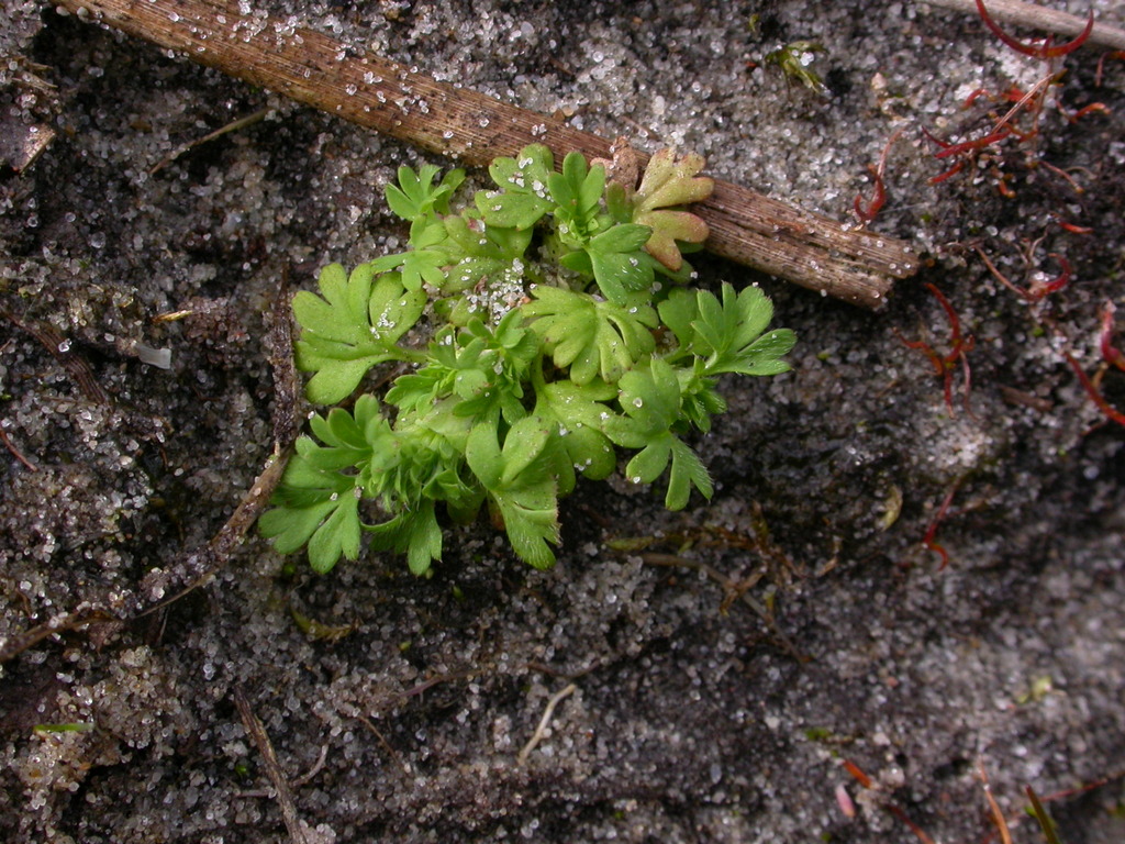 Aphanes australis (door Peter Meininger)