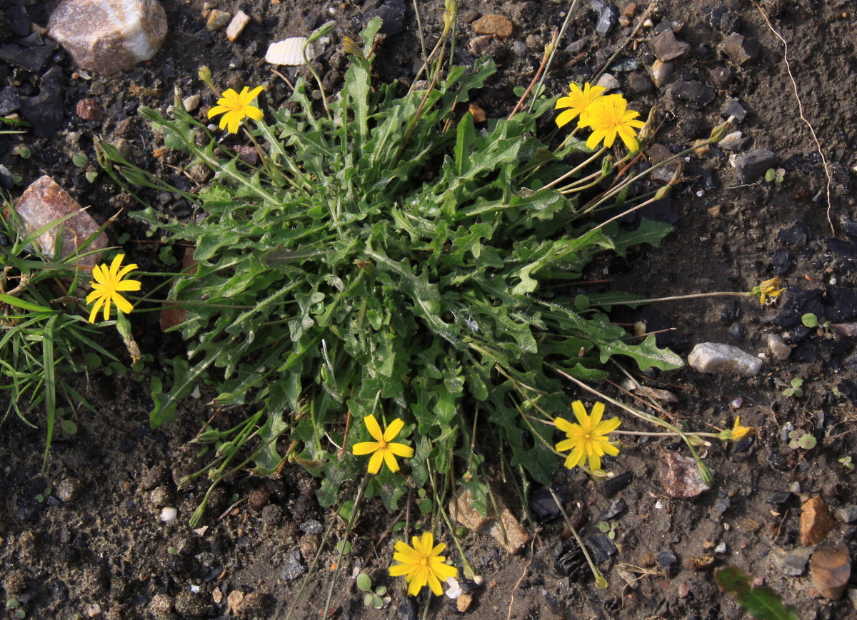 Leontodon saxatilis (door Peter Meininger)