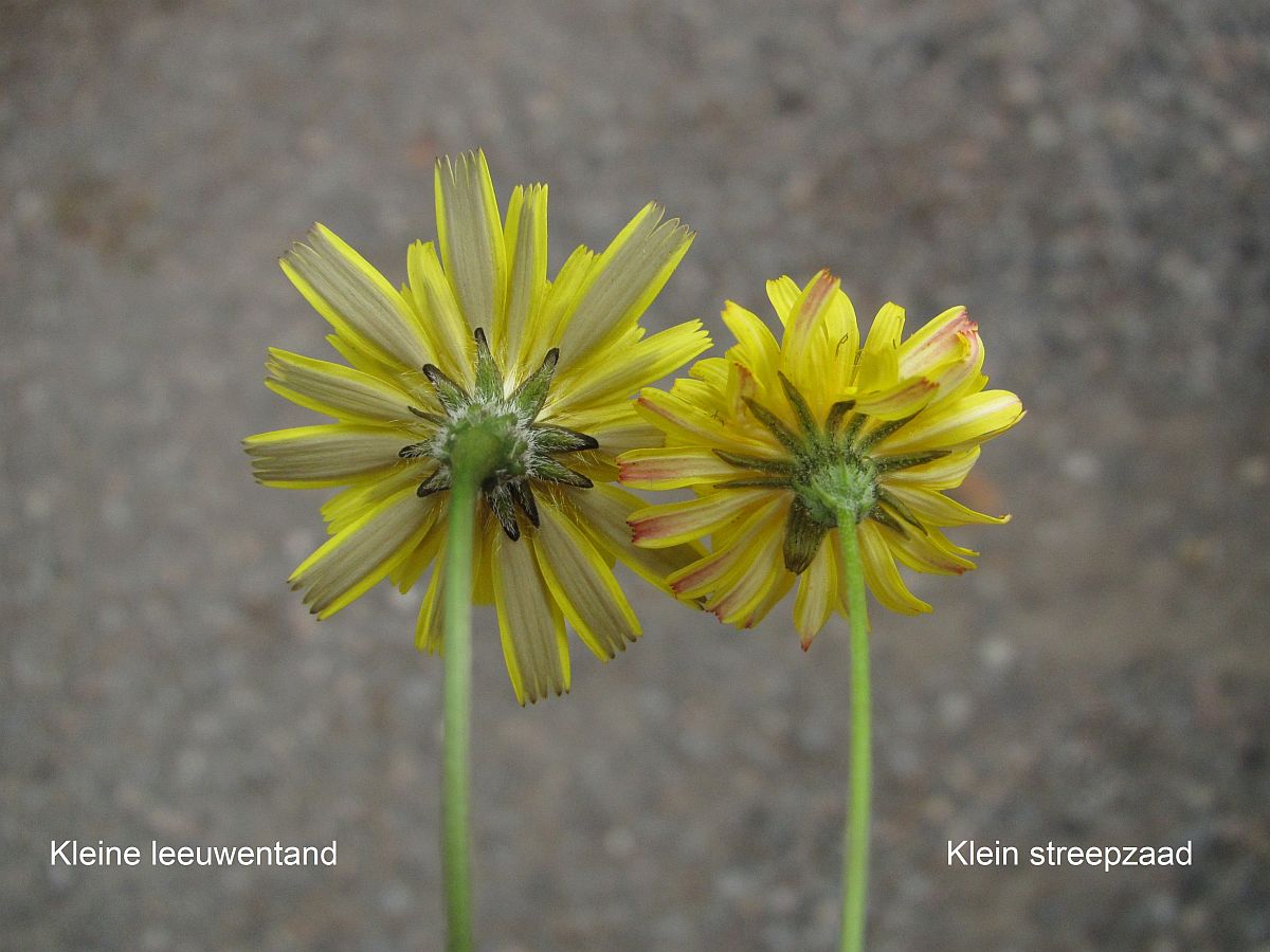 Crepis capillaris (door Hanneke Waller)