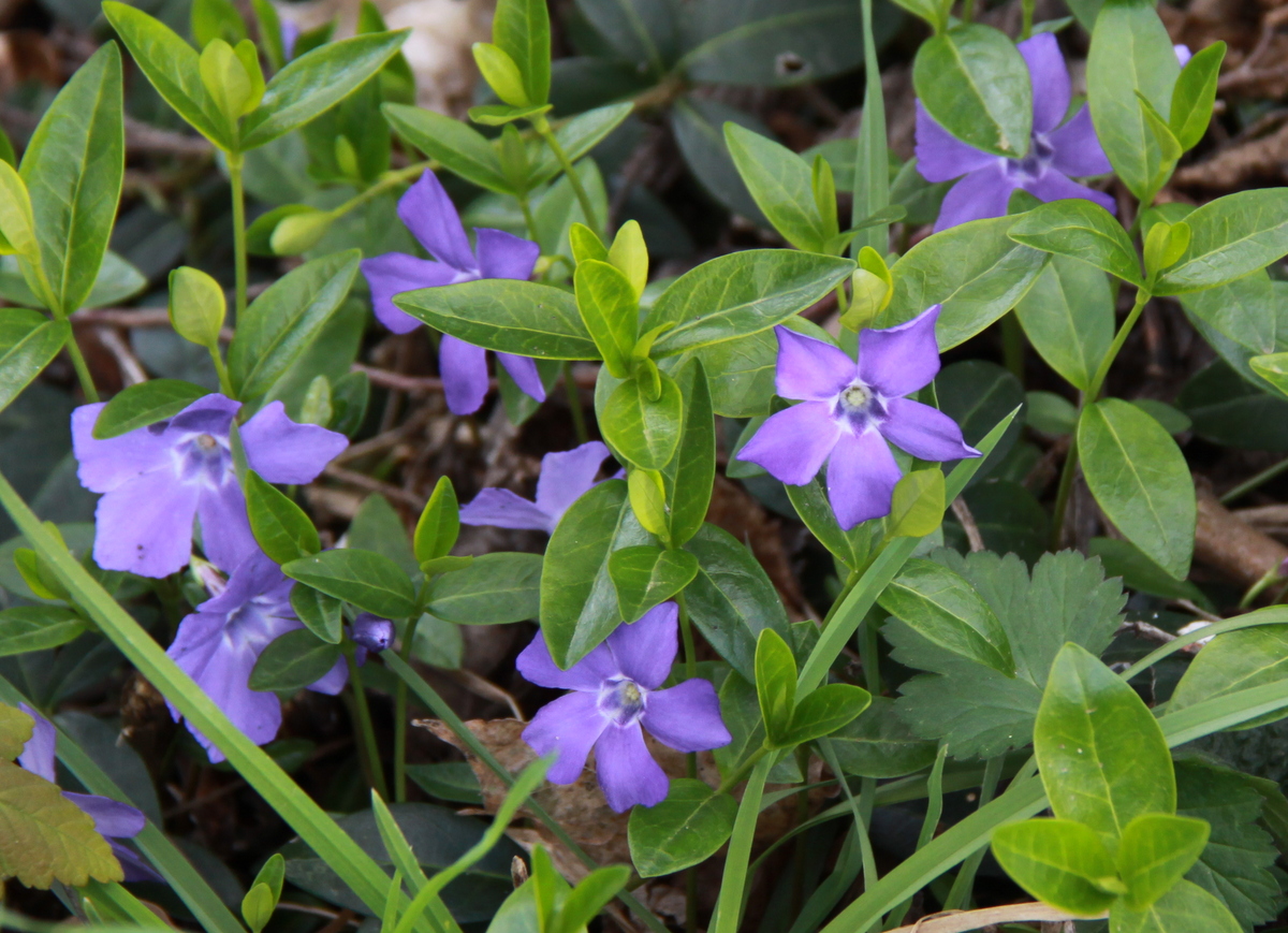 Vinca minor (door Peter Meininger)