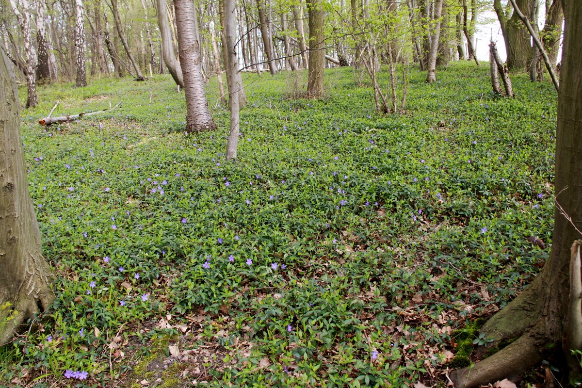 Vinca minor (door Peter Meininger)