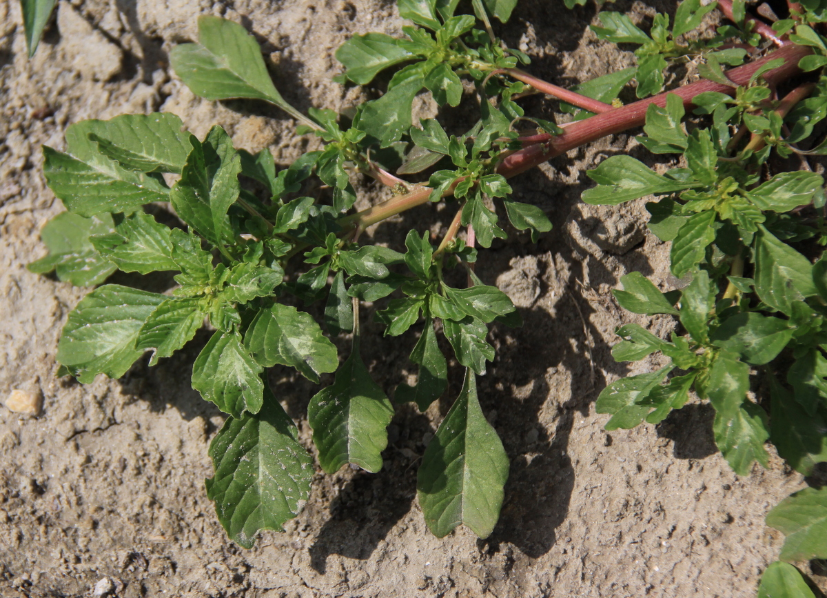 Amaranthus blitum (door Peter Meininger)