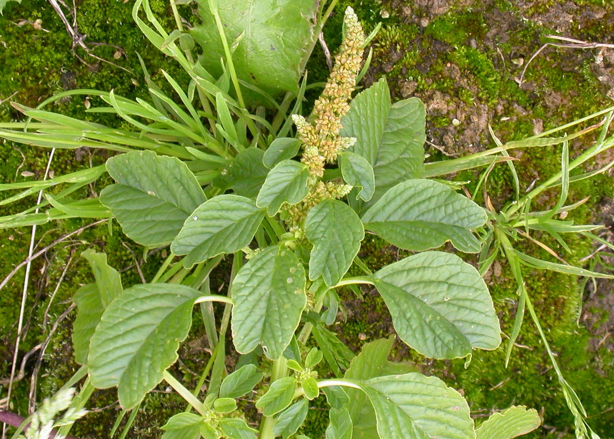 Amaranthus blitum (door Peter Meininger)