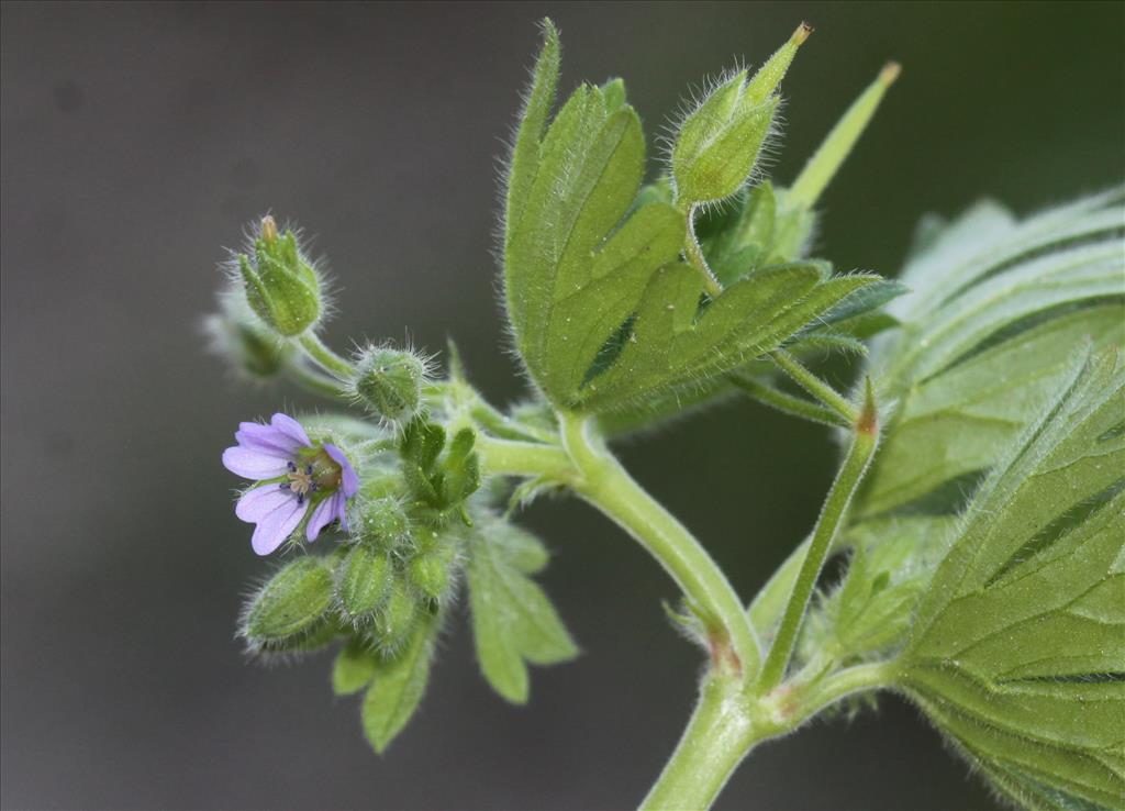 Geranium pusillum (door Peter Meininger)