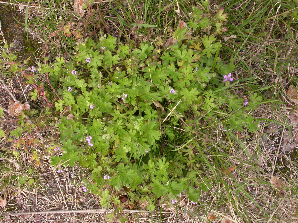 Geranium pusillum (door Peter Meininger)