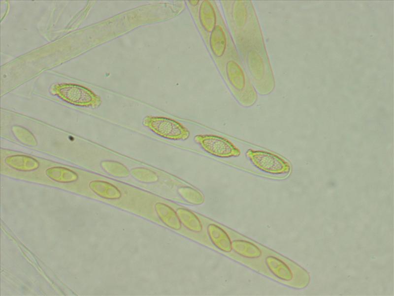 Aleuria exigua (door Truus Vrolijk)