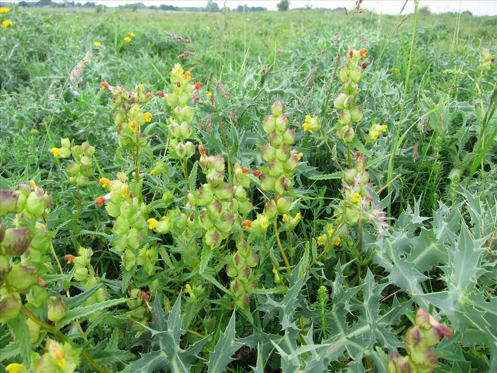 Rhinanthus minor (door Piet Bremer )