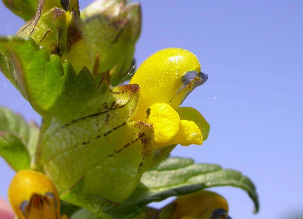 Rhinanthus minor (door Peter Meininger)