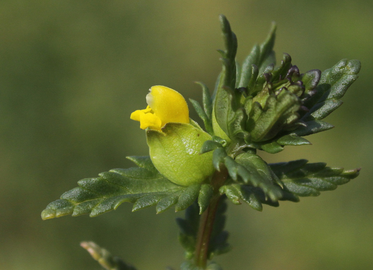 Rhinanthus minor (door Peter Meininger)