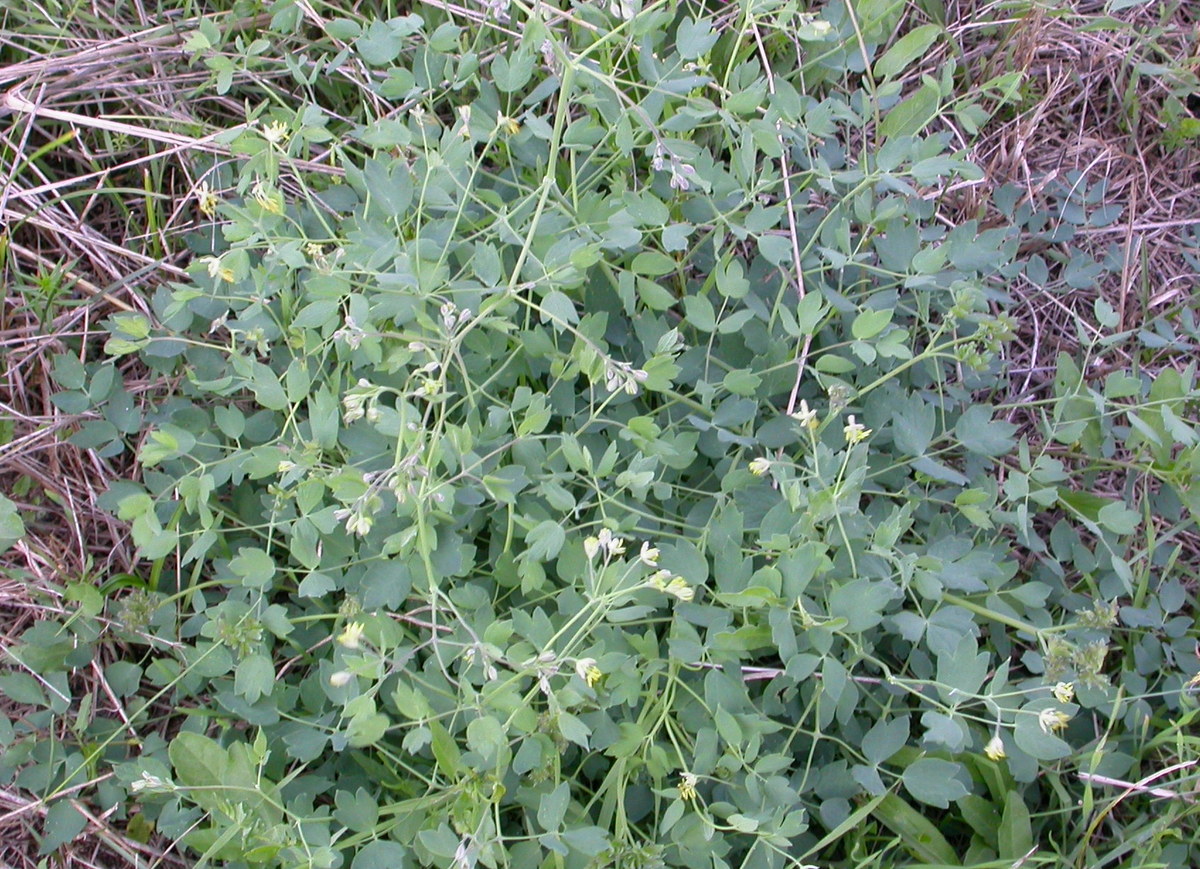 Thalictrum minus (door Peter Meininger)