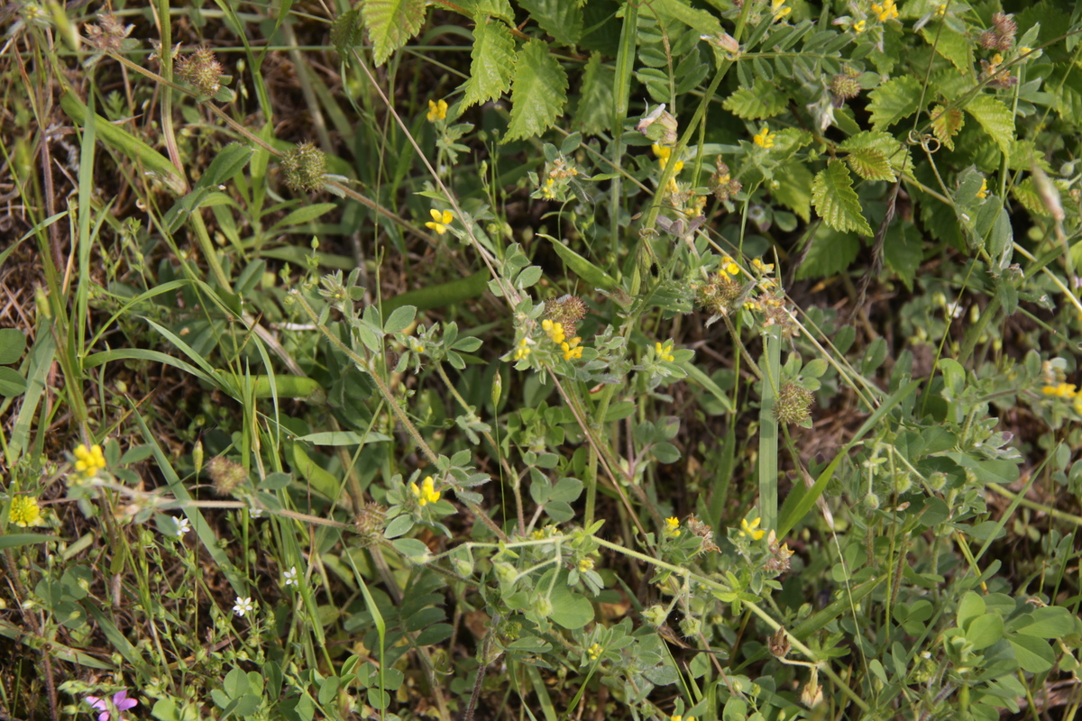 Medicago minima (door Peter Meininger)