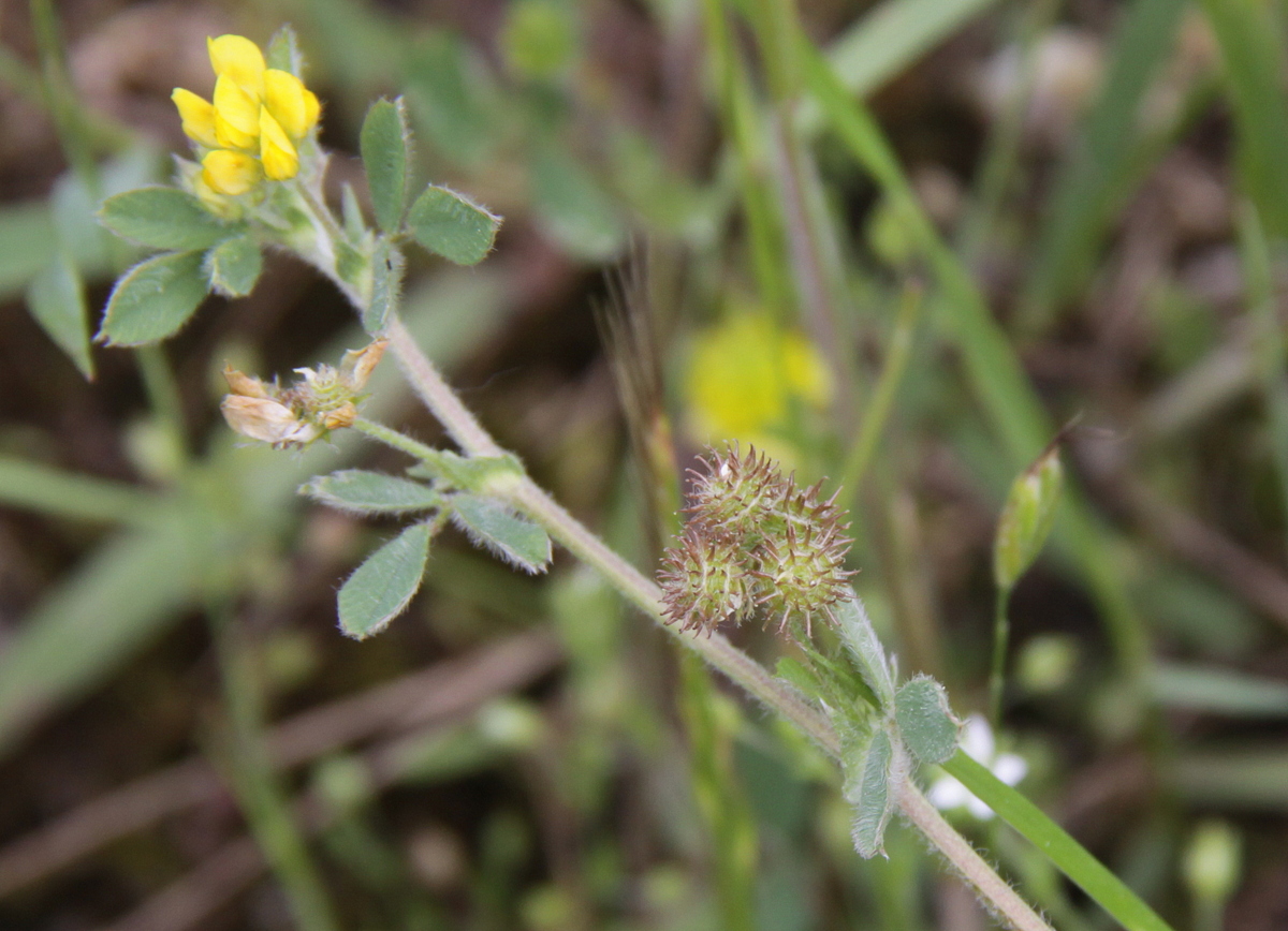 Medicago minima (door Peter Meininger)