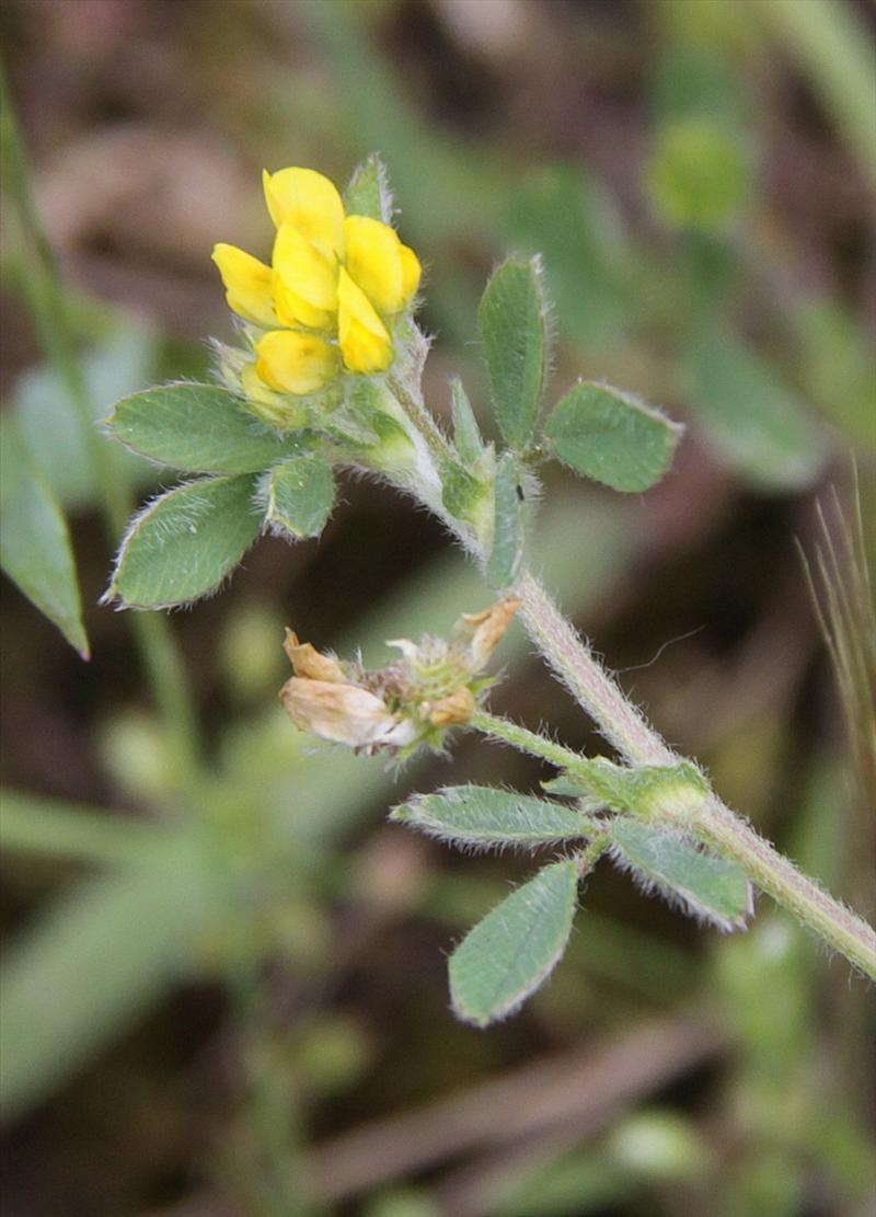 Medicago minima (door Peter Meininger)