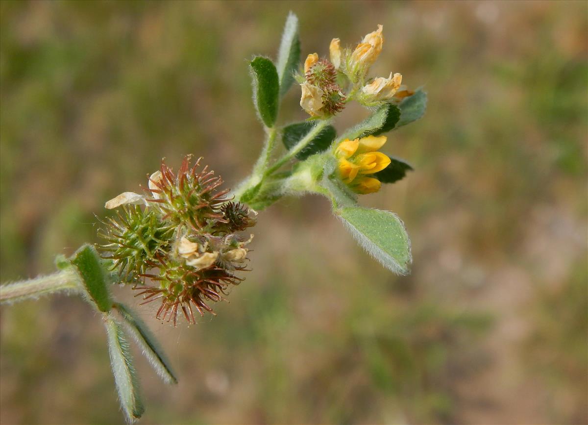 Medicago minima (door Peter Meininger)