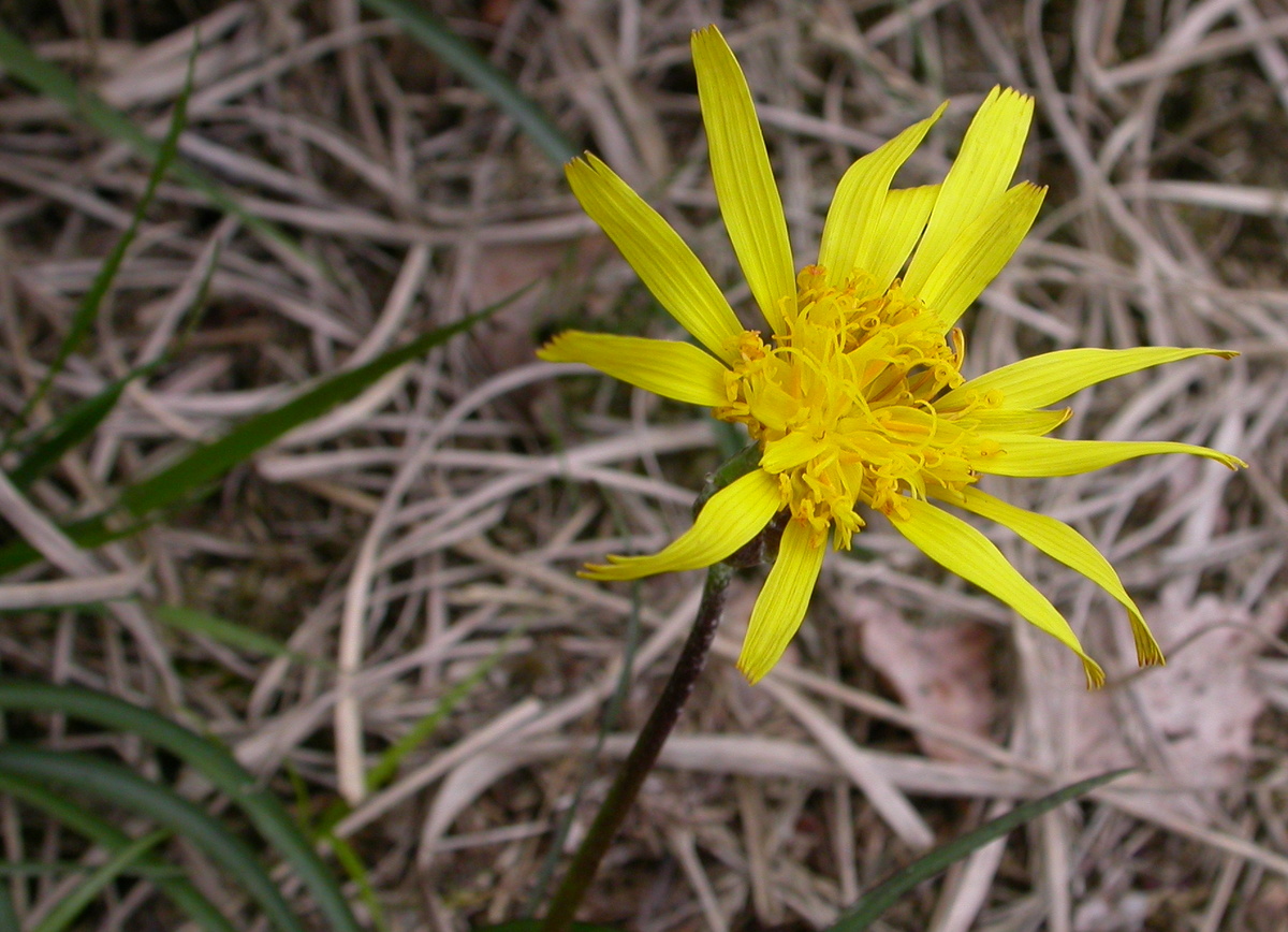 Scorzonera humilis (door Peter Meininger)