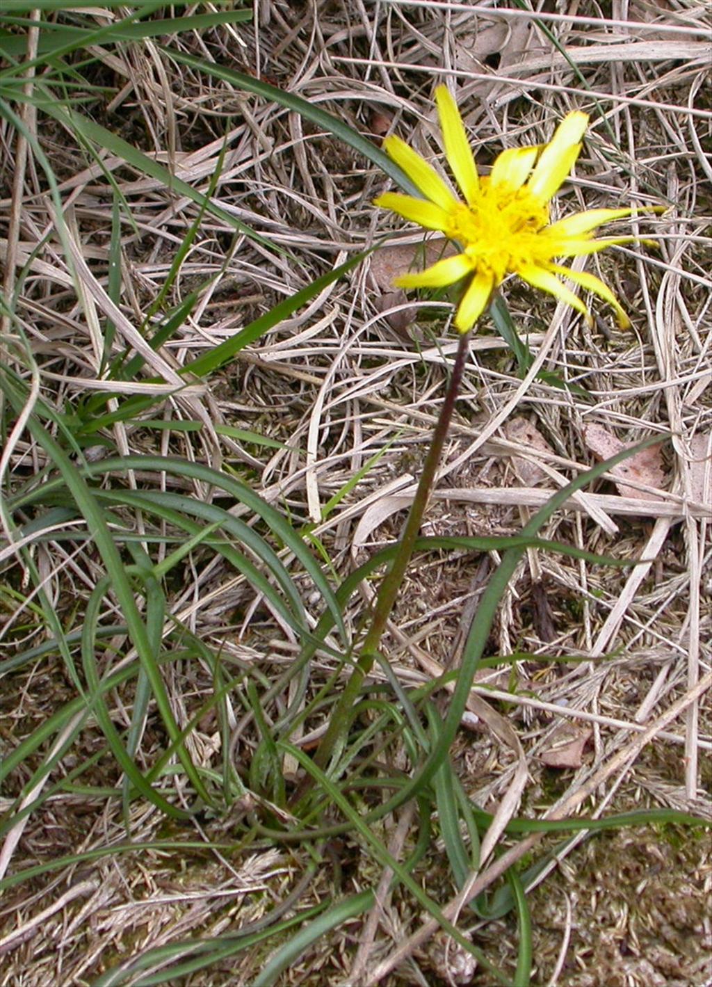 Scorzonera humilis (door Peter Meininger)