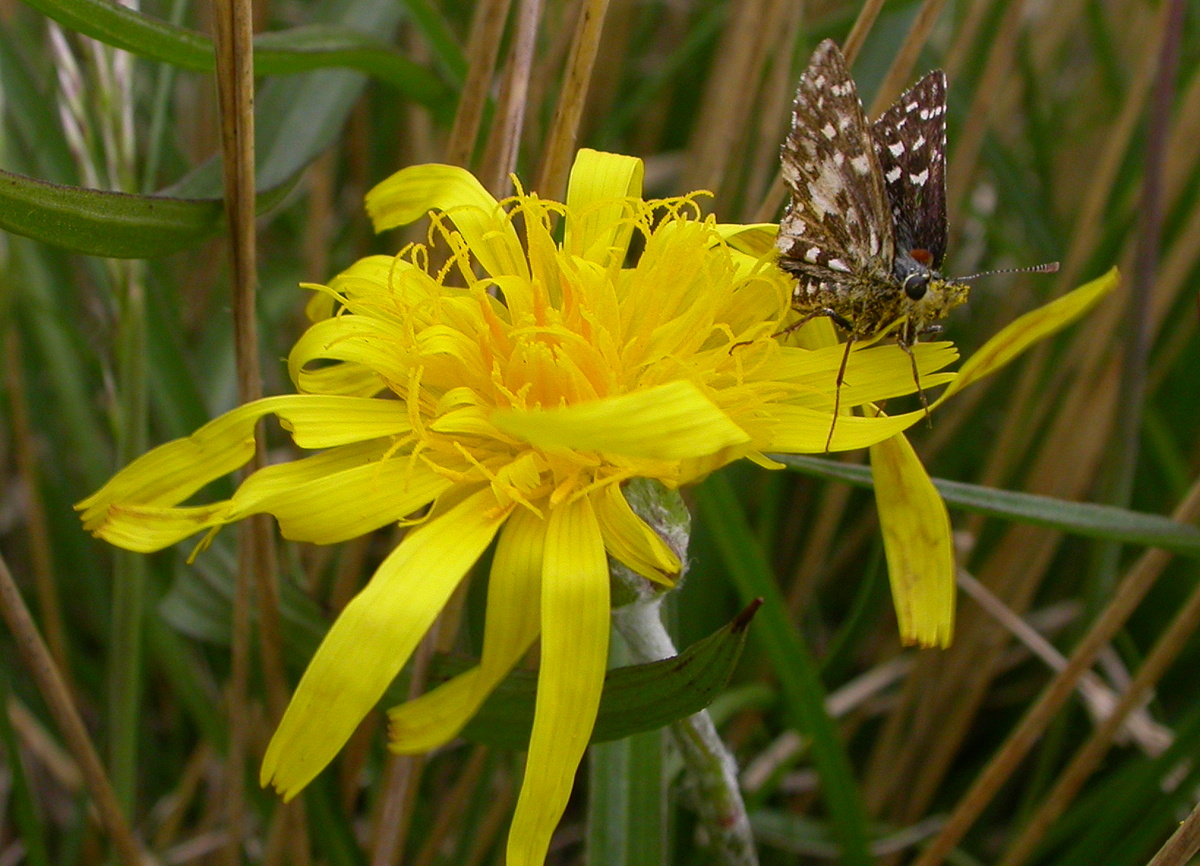 Scorzonera humilis (door Peter Meininger)