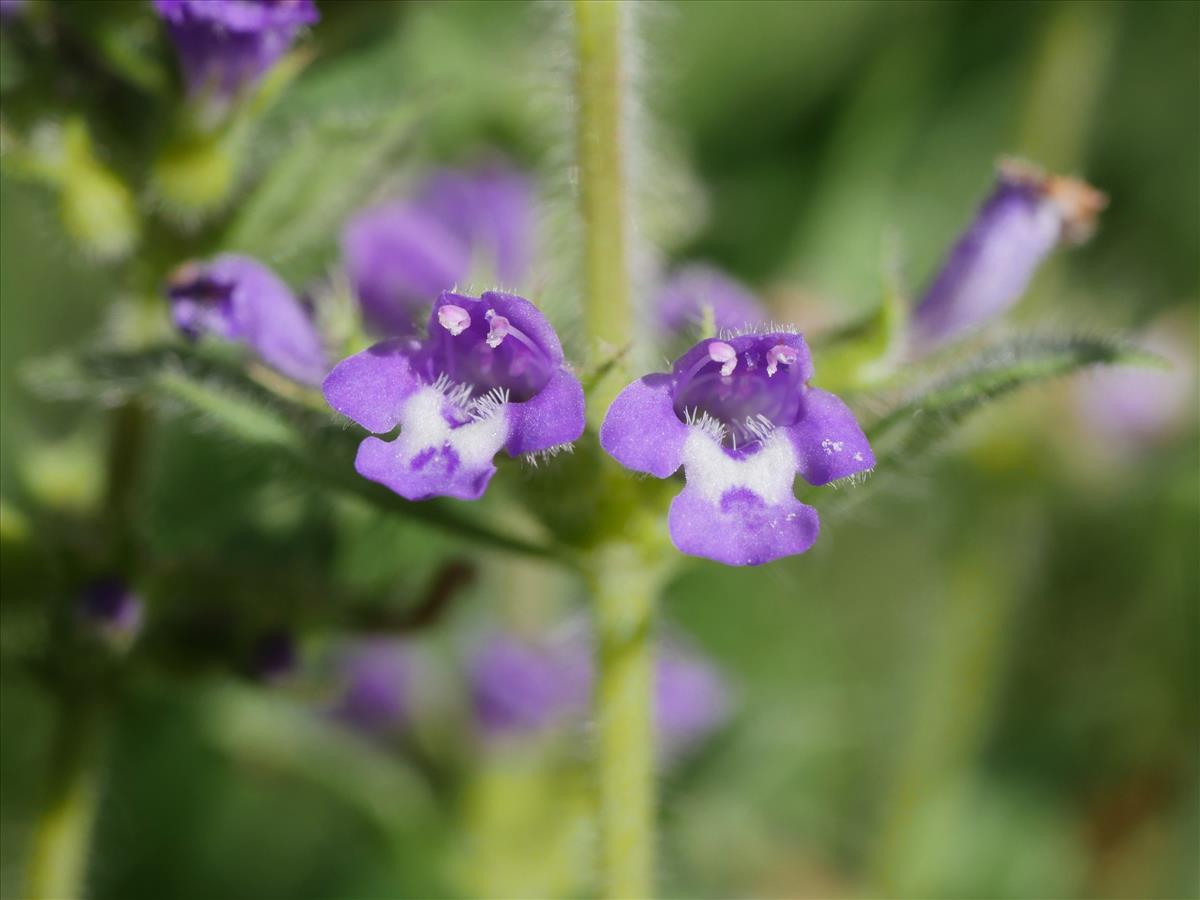 Clinopodium acinos (door Fred Severin)