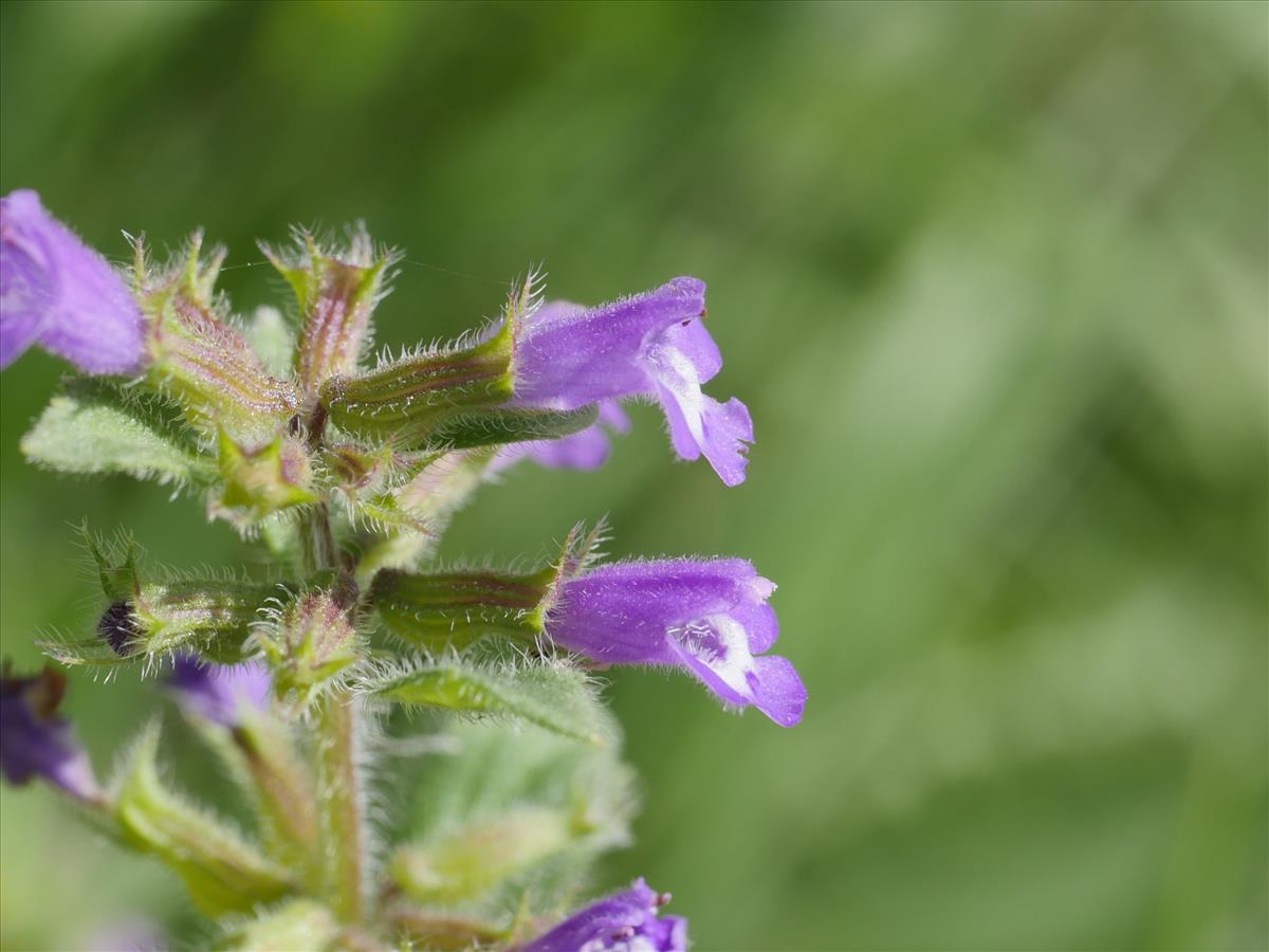 Clinopodium acinos (door Fred Severin)