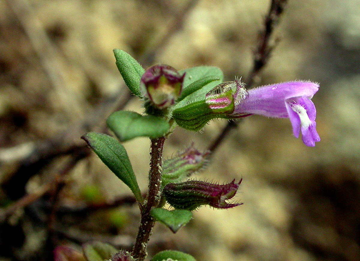 Clinopodium acinos (door Peter Meininger)