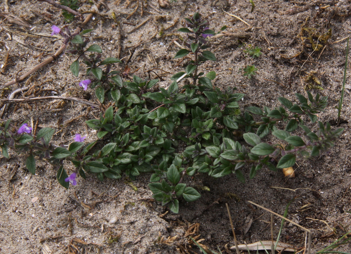 Clinopodium acinos (door Peter Meininger)