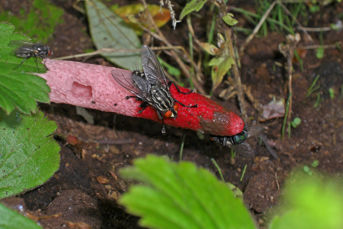 Mutinus ravenelii (door Ab H. Baas)