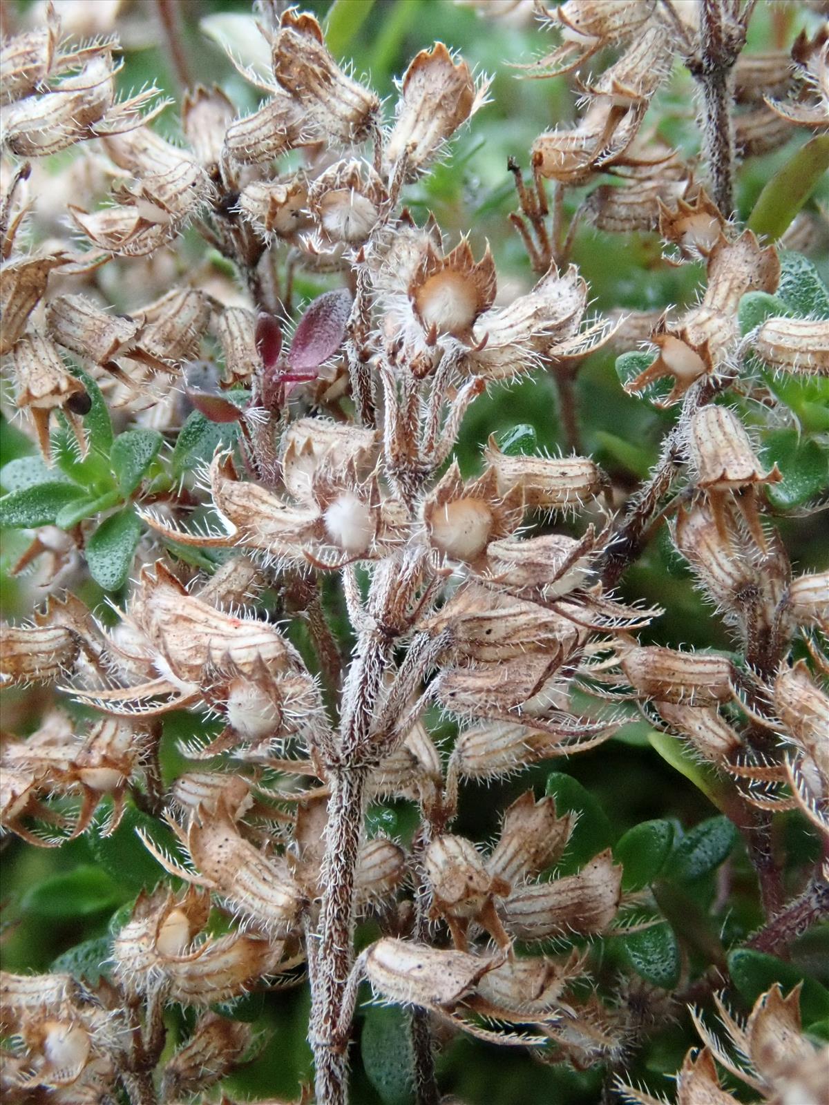 Thymus serpyllum (door Carleen de Graaf)