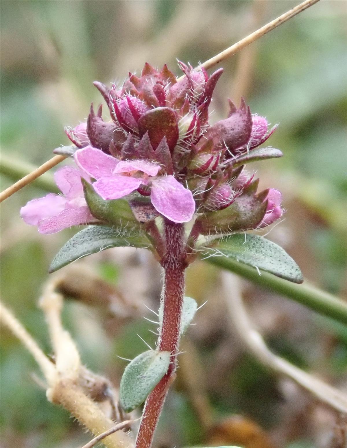 Thymus serpyllum (door Carleen de Graaf)