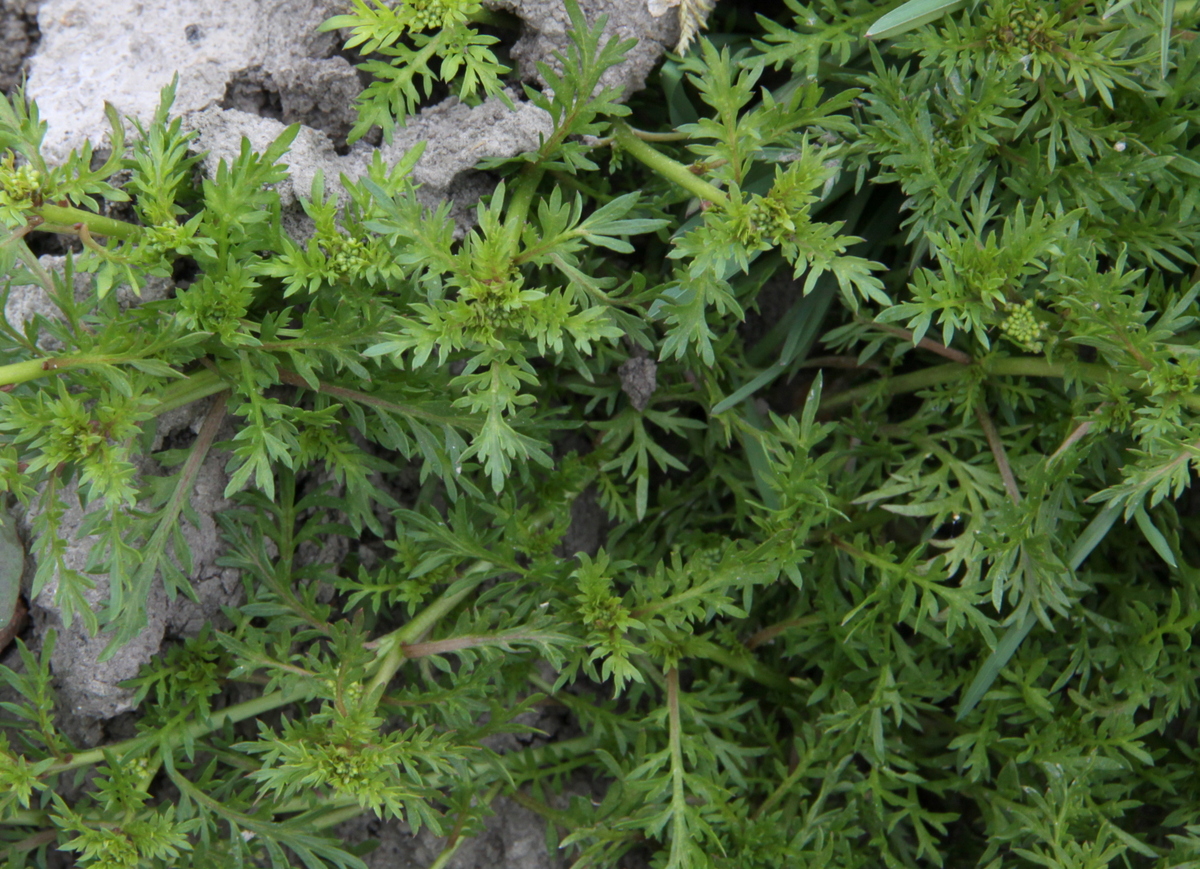 Lepidium didymum (door Peter Meininger)