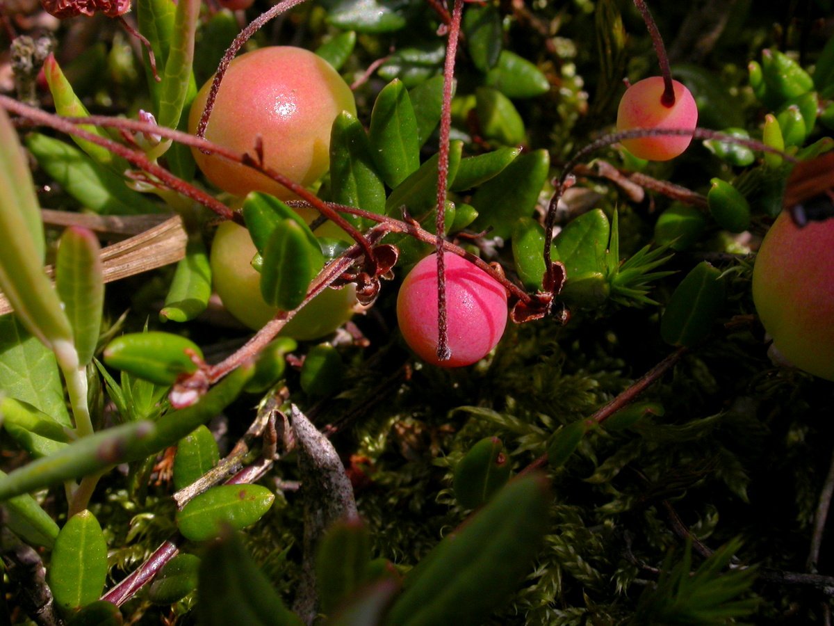 Vaccinium oxycoccos (door Peter Meininger)