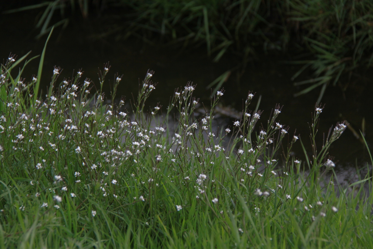 Cardamine hirsuta (door Peter Meininger)