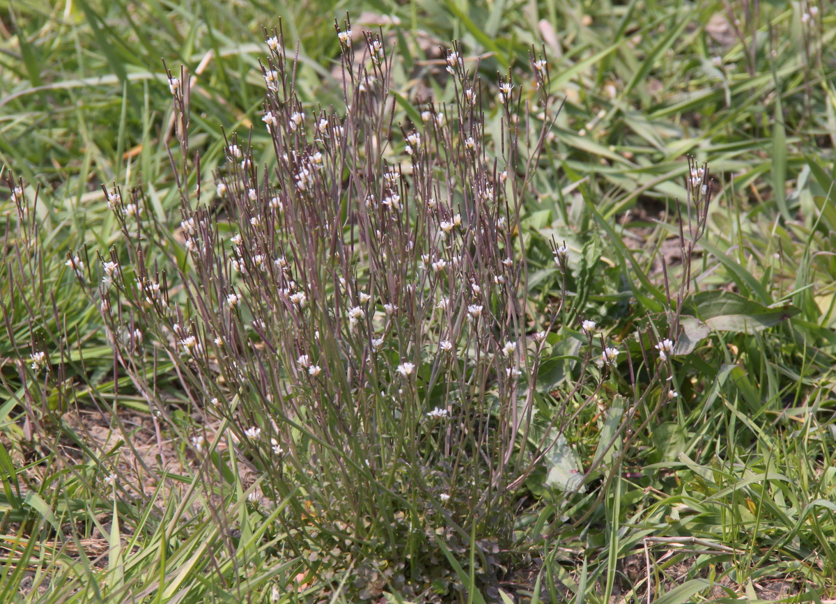 Cardamine hirsuta (door Peter Meininger)