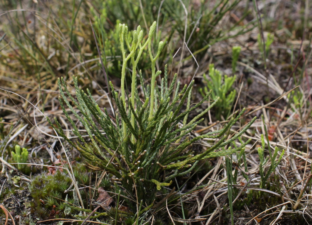 Diphasiastrum tristachyum (door Peter Meininger)