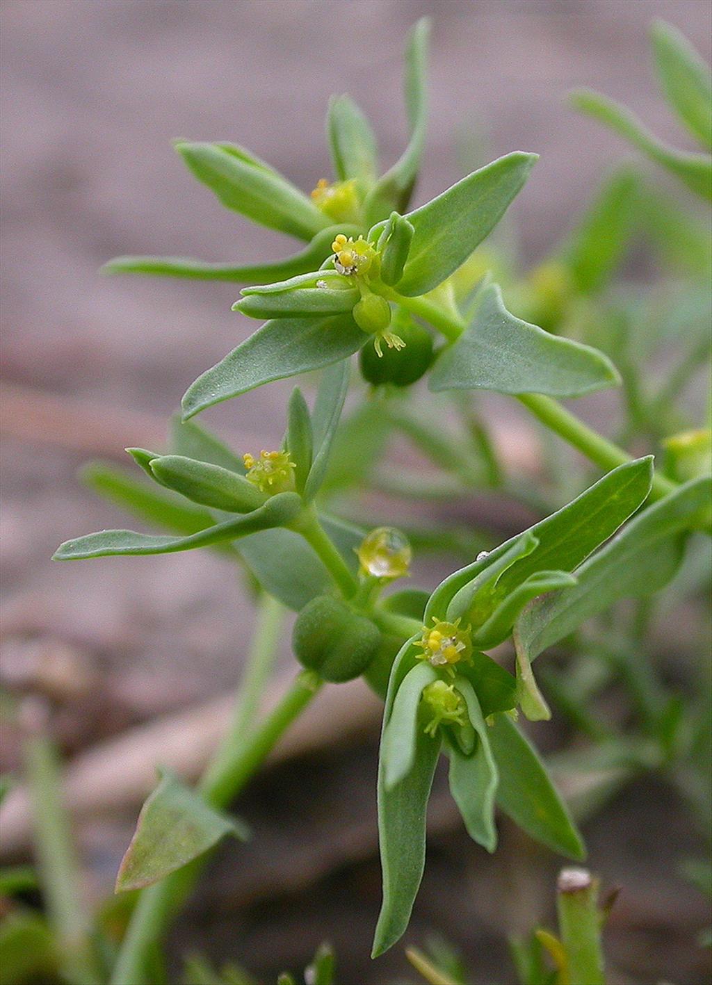 Euphorbia exigua (door Peter Meininger)