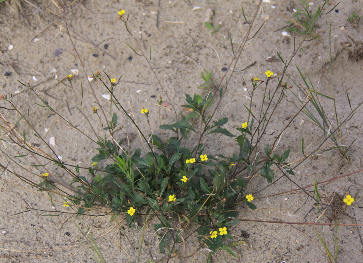 Diplotaxis muralis (door Peter Meininger)