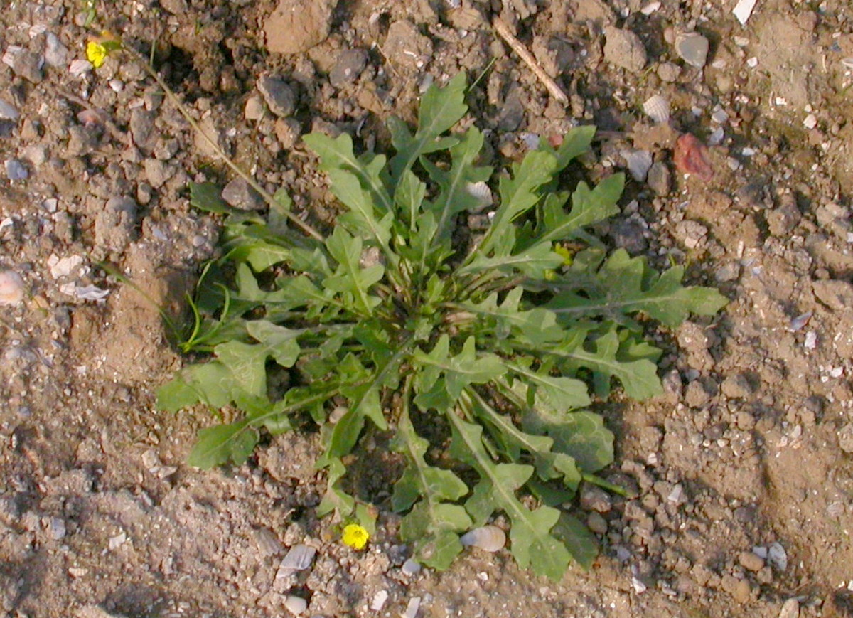 Diplotaxis muralis (door Peter Meininger)