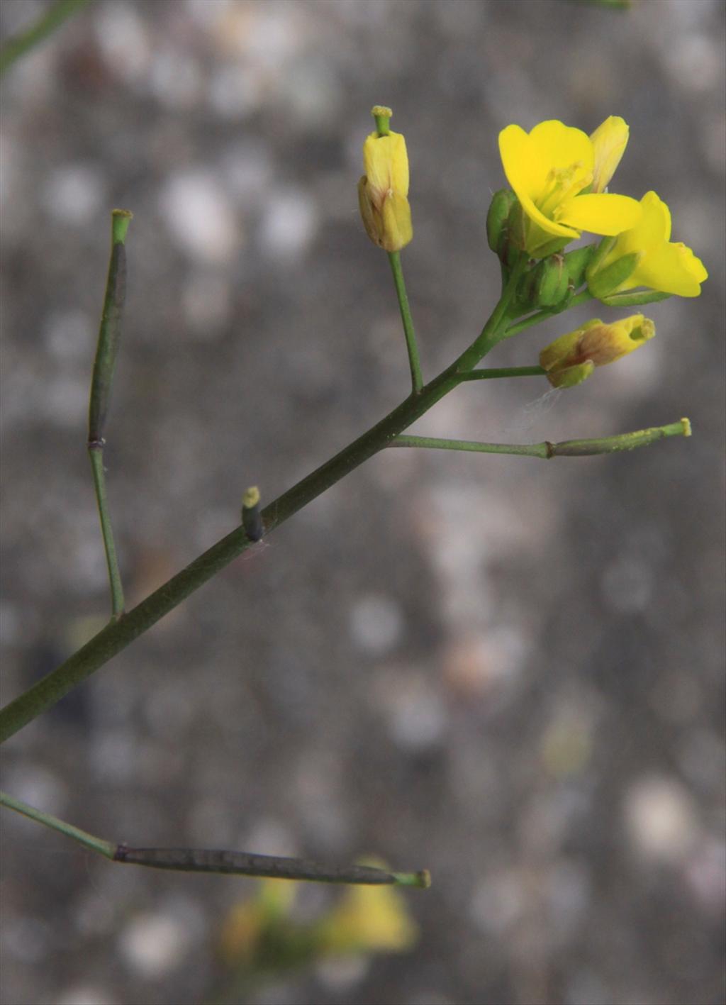 Diplotaxis muralis (door Peter Meininger)