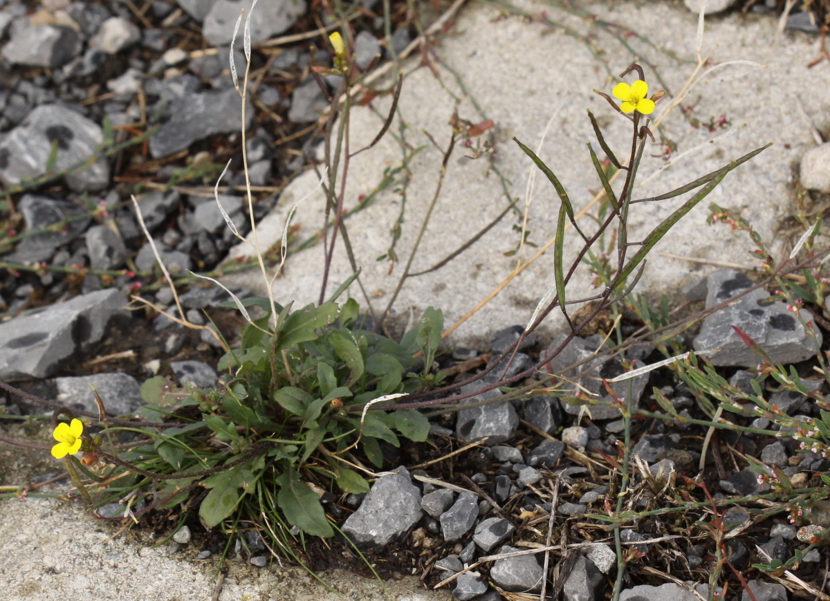 Diplotaxis muralis (door Peter Meininger)