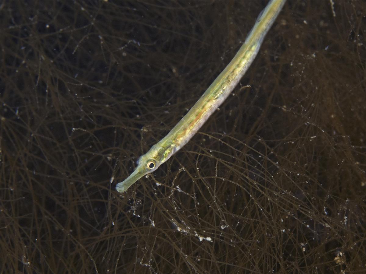 Syngnathus rostellatus (door Marion Haarsma)