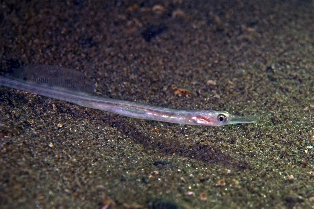 Syngnathus rostellatus (door Marion Haarsma)