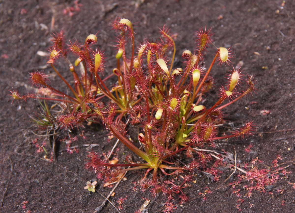 Drosera intermedia (door Peter Meininger)