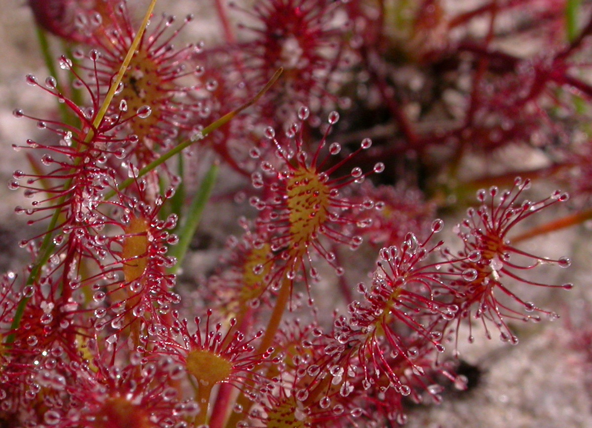 Drosera intermedia (door Peter Meininger)