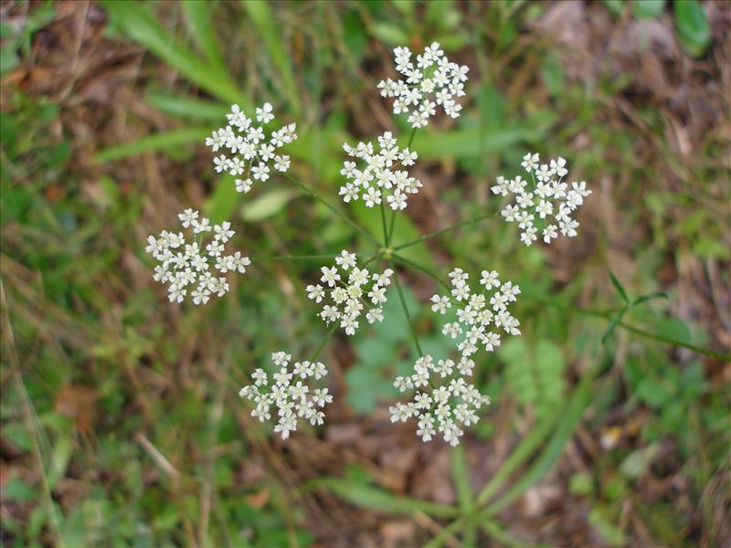 Pimpinella saxifraga (door Piet Bremer )