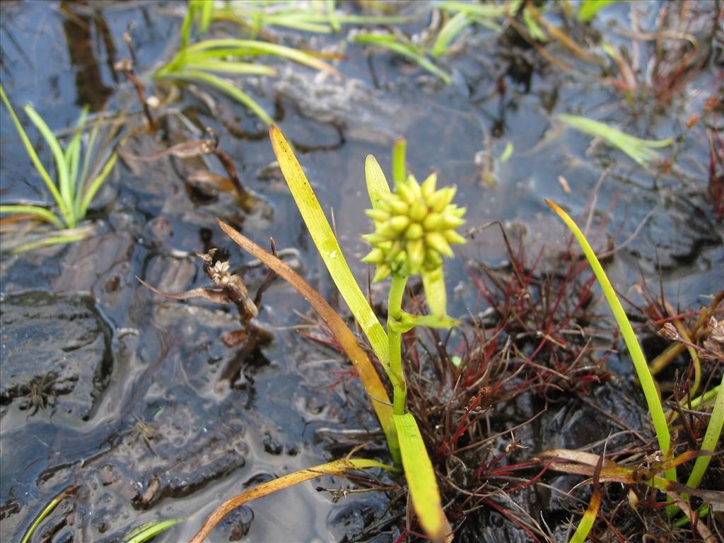 Sparganium natans (door Petra van der Wiel)