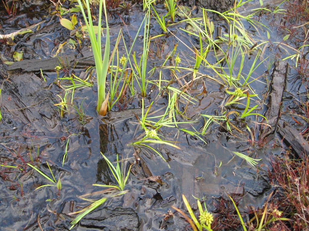 Sparganium natans (door Petra van der Wiel)