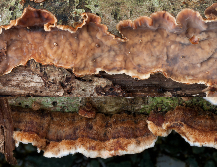 Stereum gausapatum (door Aldert Gutter)