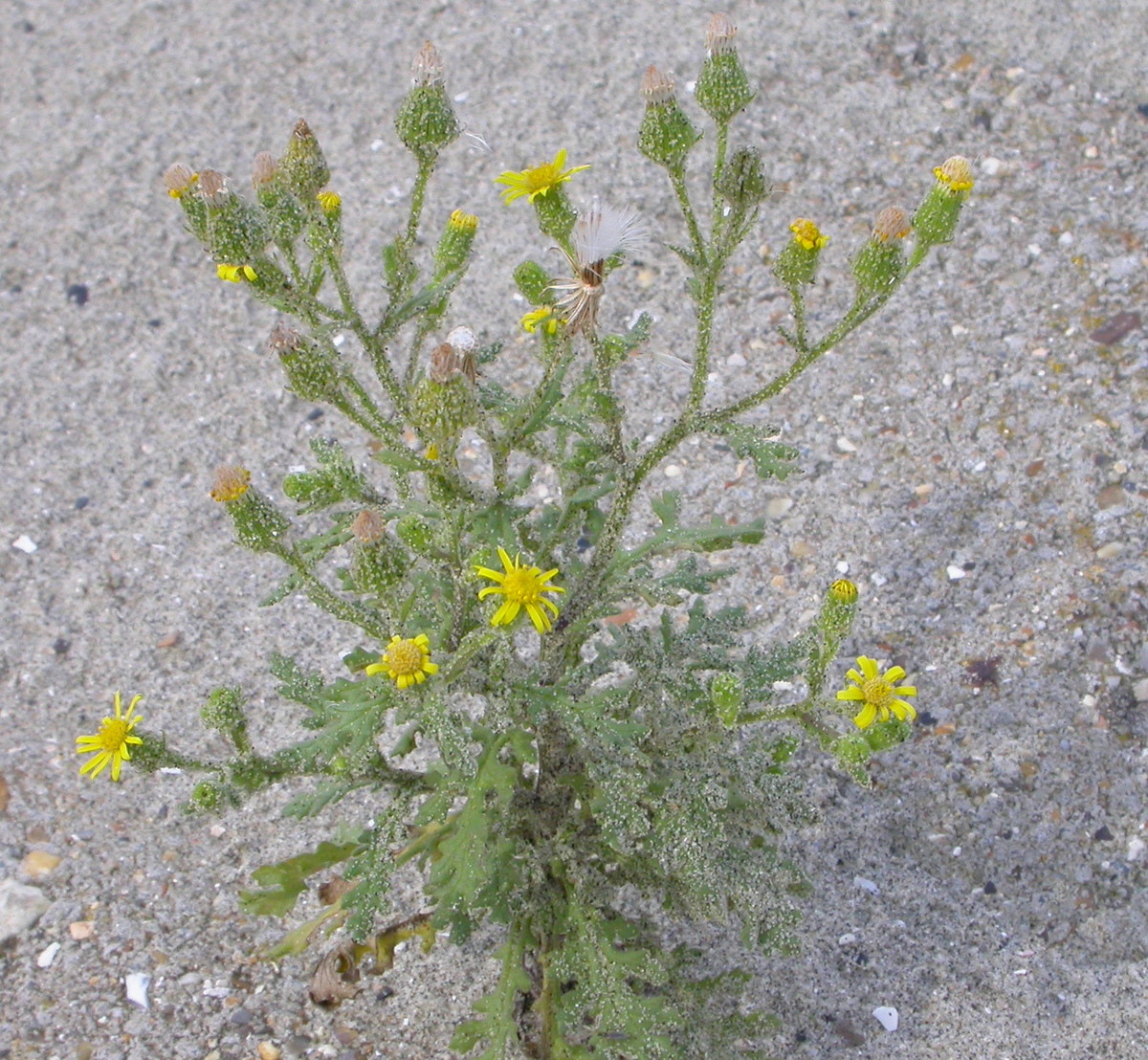 Senecio viscosus (door Peter Meininger)