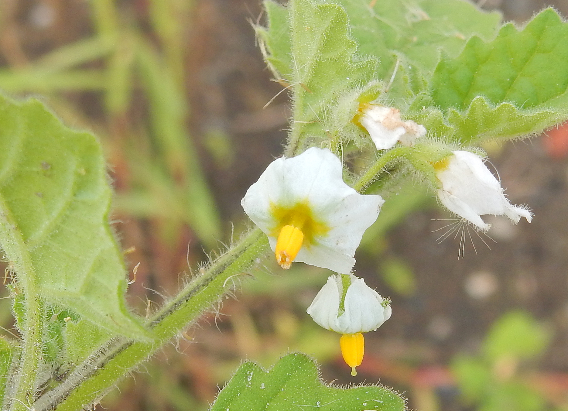 Solanum sarrachoides (door Peter Meininger)